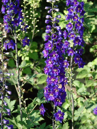 飞燕草蜡烛飞燕草美丽的紫色的花盛开的花园