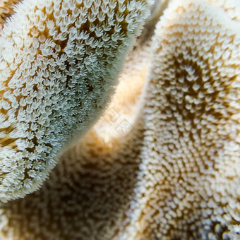 特写镜头<strong>软珊瑚</strong>息肉伟大的障碍礁