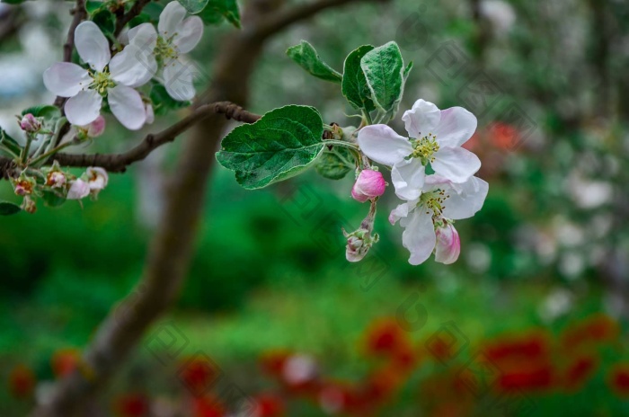 景观春天开花梨花园图片-包图网企业站