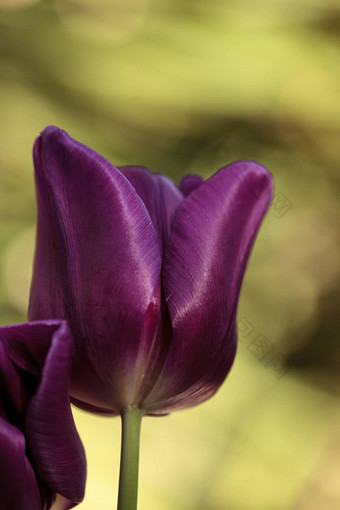 黑暗紫色的郁金香