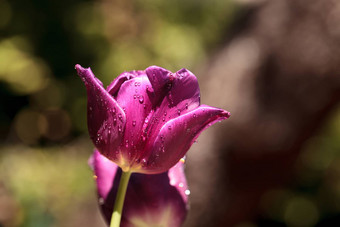 黑暗紫色的郁金香