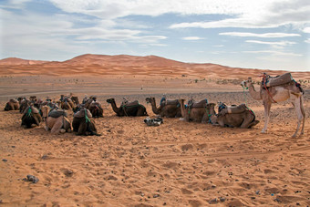 骆驼非常谢比沙漠摩洛哥