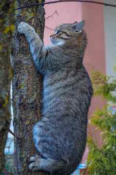 美丽的灰色猫攀爬树树干