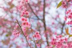 色彩斑斓的花野生喜玛拉雅樱桃春天时间引入