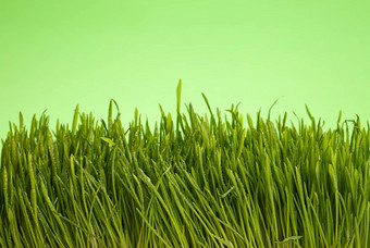 新鲜的春天草关闭滴露珠绿色