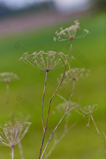 <strong>当归</strong>archangelica干植物