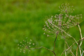 <strong>当归</strong>archangelica干植物