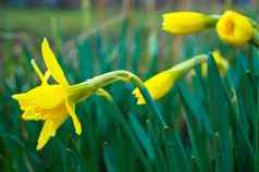 春天花黄色的水仙花那喀索斯