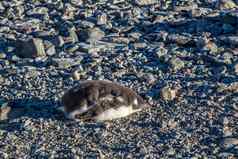 可爱的Gentoo企鹅小鸡睡觉岩石南设得兰群岛