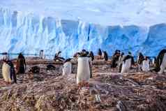 Gentoo企鹅殖民地岩石冰川背景