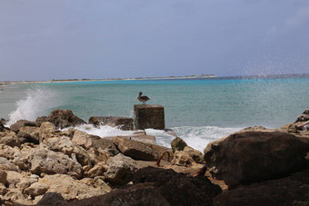 鹈鹕鹈鹕科鸟加勒比海海岸