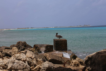 鹈鹕鹈鹕科鸟加勒比海海岸