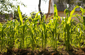 年轻的绿色<strong>玉米</strong>植物生长场阳光