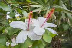 白色芙蓉花美丽的花园