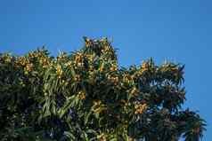 枇杷树水果