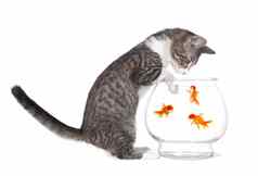 小猫看鱼游泳爪子水族馆