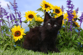可爱的黑色的小猫花园向日葵鼠尾草