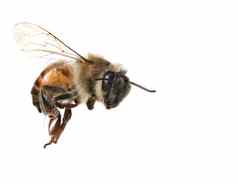 常见的蜜蜂白色背景