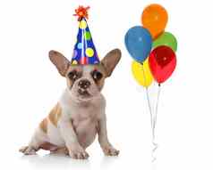 狗生日聚会，派对他气球