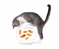 猫钓鱼黄金鱼水族馆碗
