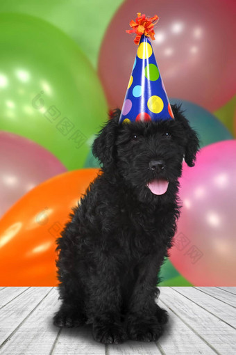俄罗斯梗黑色的小狗狗生日庆祝活动