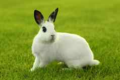 白色兔子兔子在户外草