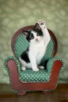 小猫坐着椅子