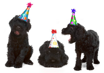 生日黑色的俄罗斯犬