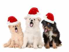 圣诞节小狗穿圣诞老人帽子唱歌