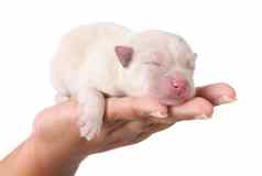 甜蜜的睡觉白色新生儿小狗白色