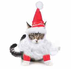 不开心洪水骗子圣诞老人小猫明显的查看器