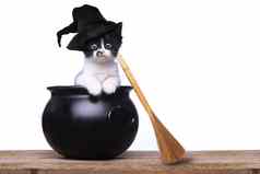 可爱的小猫穿着万圣节女巫他扫帚