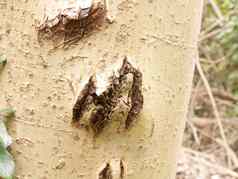 粗糙的减少纹理树树皮