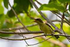图像鸟olive-backed太阳鸟胆小的太阳鸟