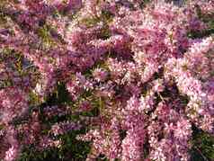 粉红色的花杜鹃花杜鹃集团明亮的樱桃花背景作物rho-dodendron施利彭巴奇