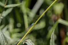 蜻蜓休息绿色草