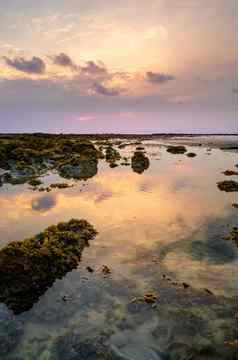 色彩鲜艳的日出章鱼石头低潮海洋