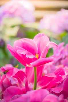 郁金香美丽的花束郁金香色彩斑斓的郁金香