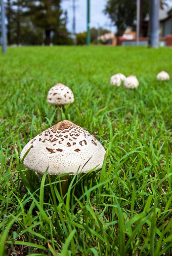 蘑菇心灵之歌威尔士澳大利亚伞蘑菇