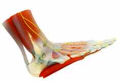 人类脚肌肉解剖学孤立的剪裁路径