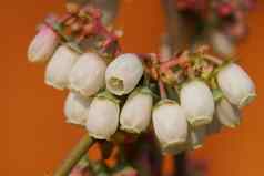 开花蓝莓Vacciniummyrtillus