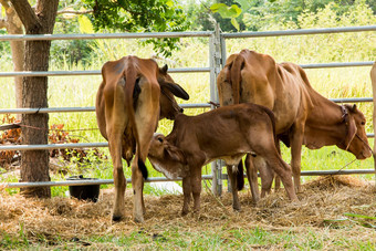 牛农场泰国