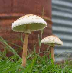 蘑菇日益增长的雨