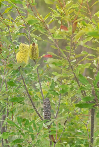 澳大利亚本地的拔克西木属花