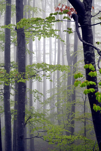 多雾的森林