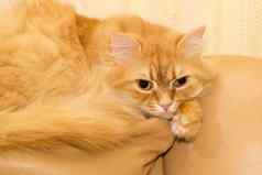 红色的猫黄色的皮革沙发上