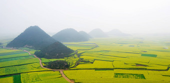 油菜场油菜籽花场早....雾<strong>罗平</strong>中国