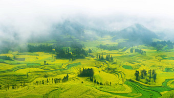 油菜场油菜籽花场早....雾罗平中国