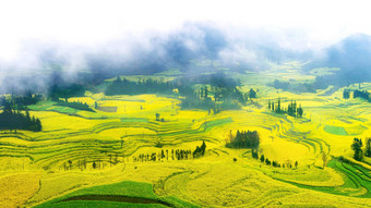 油菜场油菜籽花场早....雾<strong>罗平</strong>中国