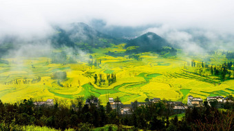 油菜场油菜籽花场早....雾<strong>罗平</strong>中国